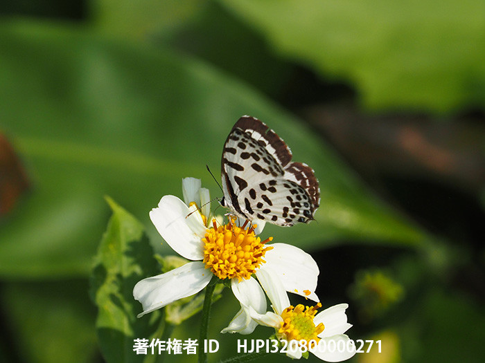 ドウケシジミ　Castalius rosimon