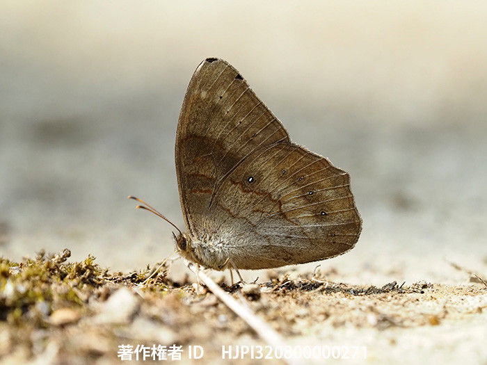 グルニハルヒカゲ　Lethe gulnihal