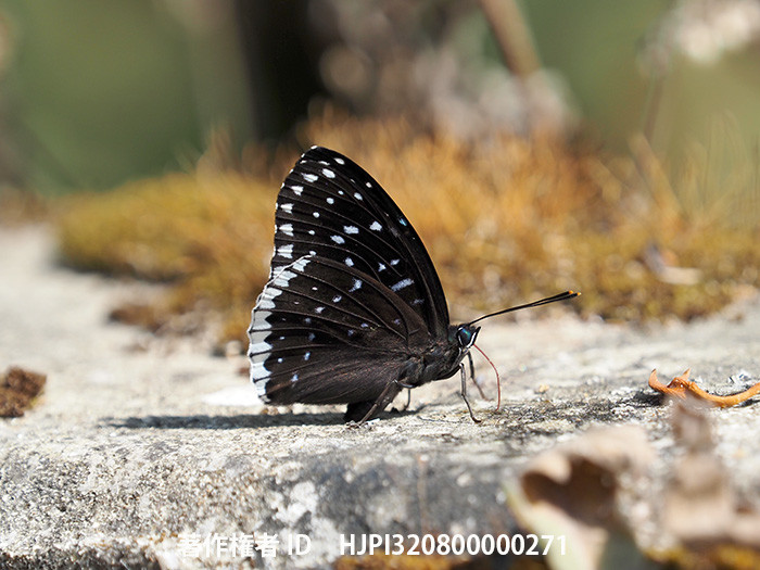 シロヘリスミナガシ　Stibochiona nicea