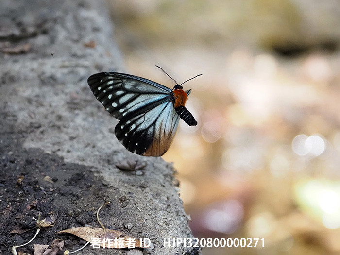 クビワチョウの飛翔 Calinaga sudassana