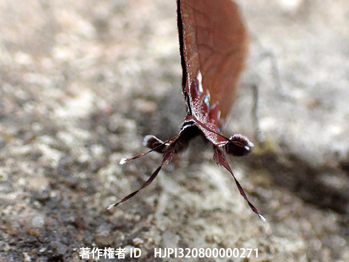 ウラクロフタオシジミの偽の頭 Remelana jangala　