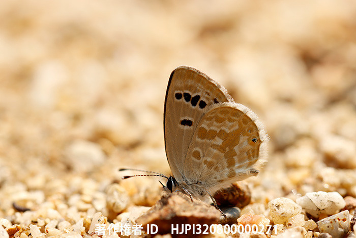 イオンクロツバメシジミ　Tongeia ion