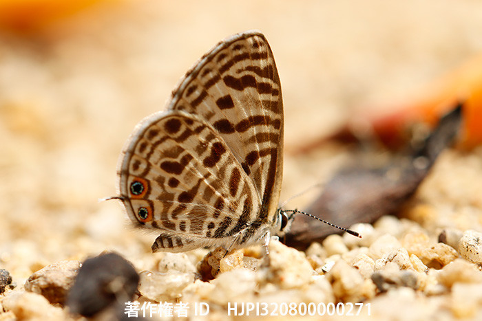 カクモンシジミ　Leptotes plinius