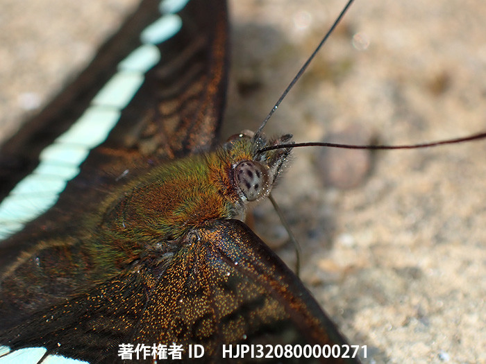 アオオビイチモンジ　Sumalia daraxa