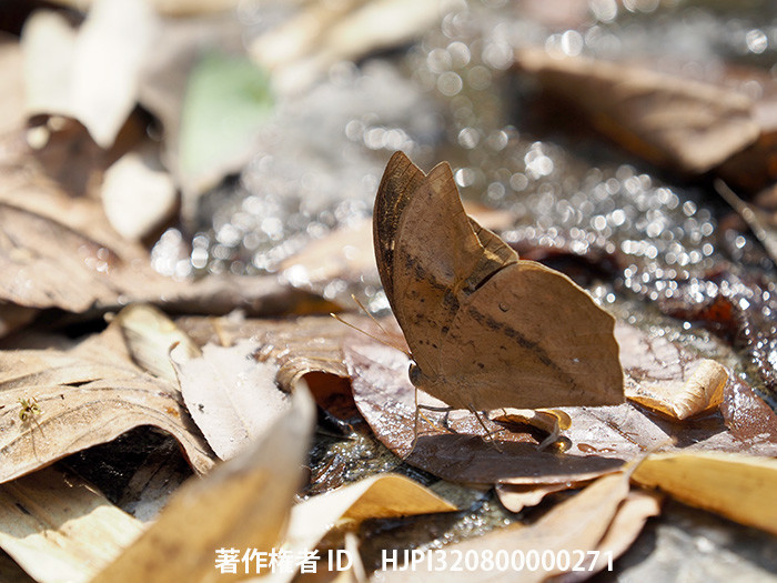 ソンダイカコノハワモン　Discophora sondaica