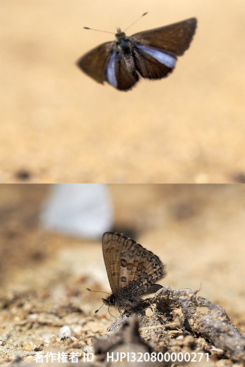 マエルリシジミ　Orthomiella rantaizana