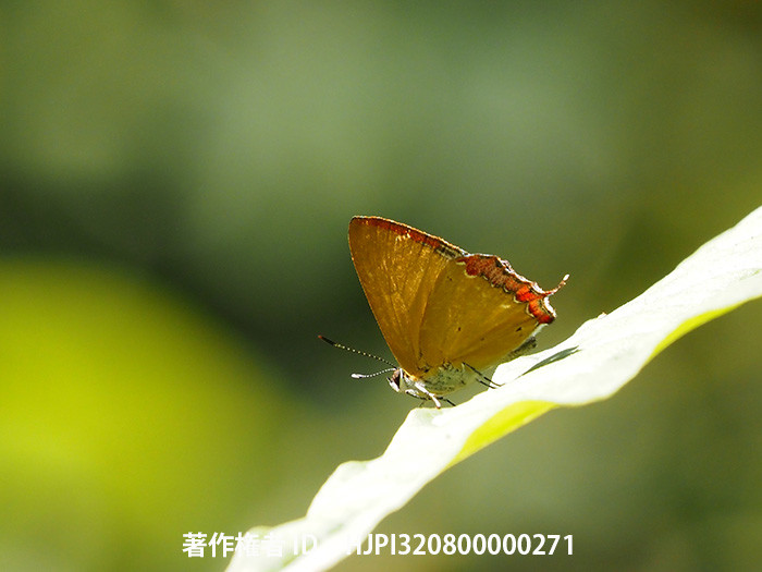 ウラフチベニシジミ　Heliophorus ila