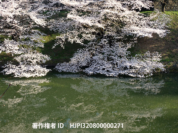 千鳥ヶ淵のサクラ
