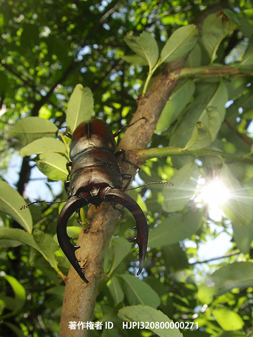広報こもろ連載　2014年8月号　ノコギリクワガタ