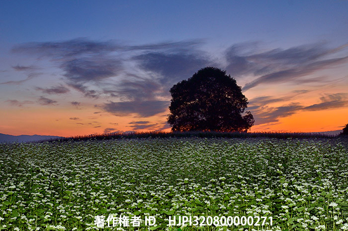 広報こもろ連載　2014年9月号 クルミの木とソバ畑