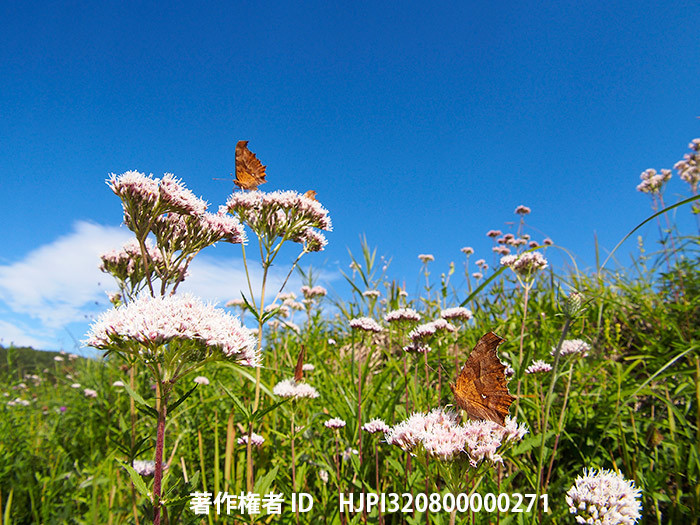 広報こもろ連載　2014年10月号 ため池の土手の花