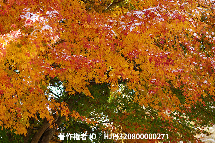 広報こもろ連載　2014年11月号 紅葉