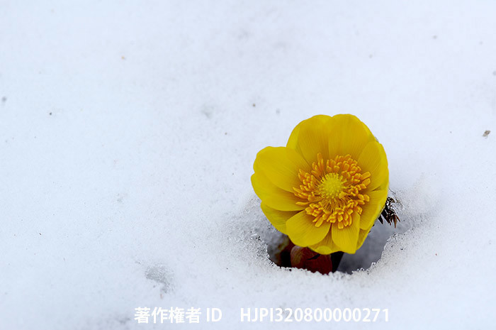 広報こもろ連載　2015年3月号 フクジュソウ