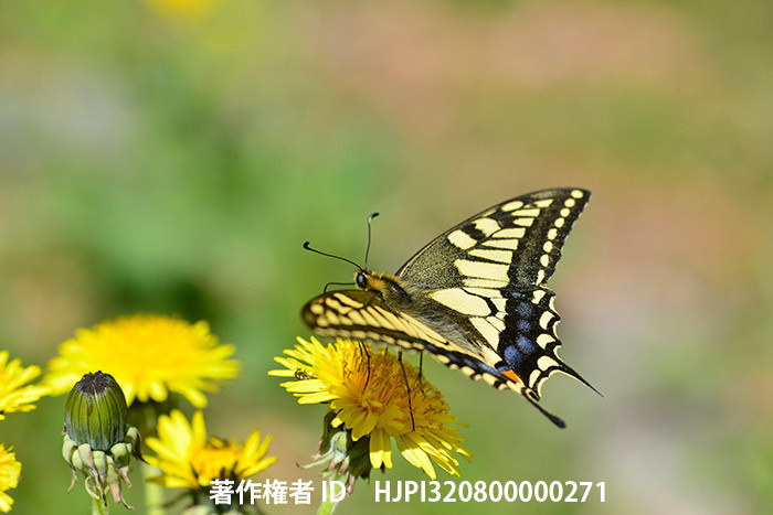 広報こもろ連載　2015年4月号 タンポポとキアゲハ