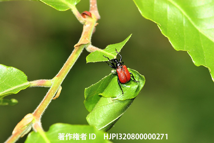 広報こもろ連載　2015年6月号 オトシブミ