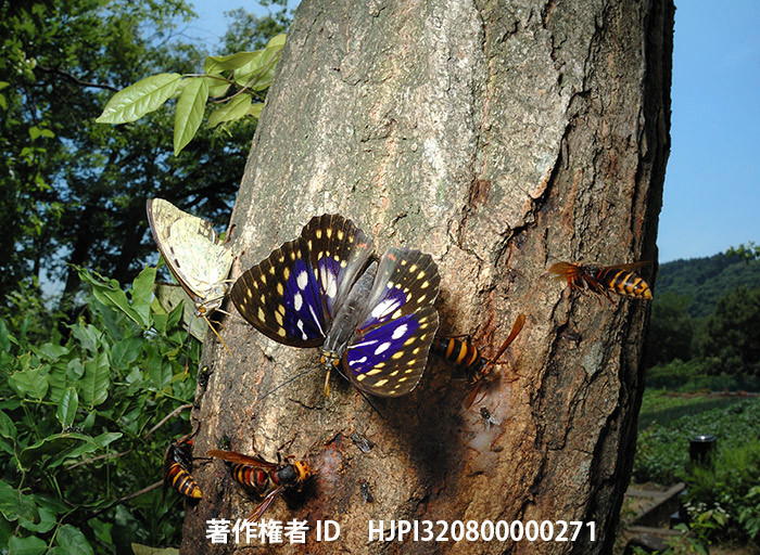 広報こもろ連載　2015年7月号 オオムラサキ