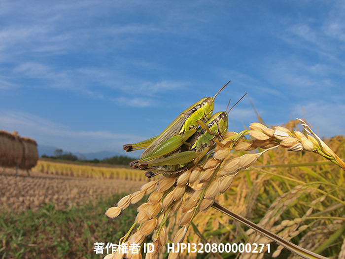 広報こもろ連載　2015年9月号 イナゴ