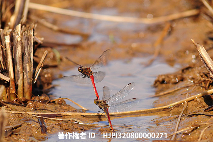 広報こもろ連載　2015年10月号 アキアカネ