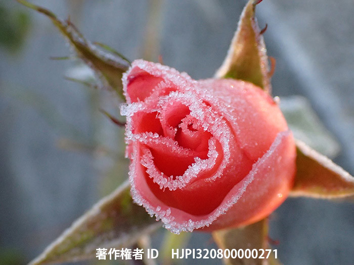 広報こもろ連載　2015年11月号 初霜