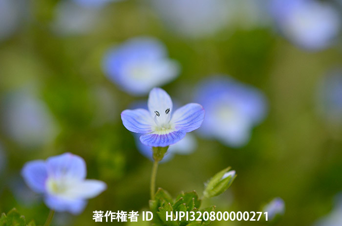 広報こもろ連載　2016年3月号 オオイヌノフグリ