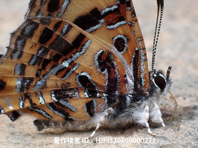 コガネギンスジミツオシジミ　Catapaecilma subochrea