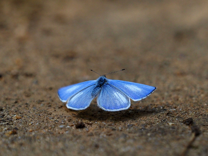 タッパンルリシジミ　Udara dilecta