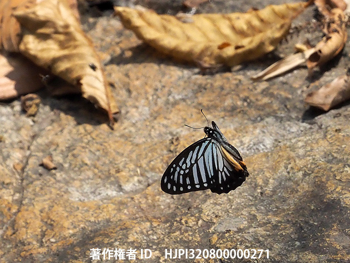 クセノクルスタイマイの飛翔　Graphium xenocles