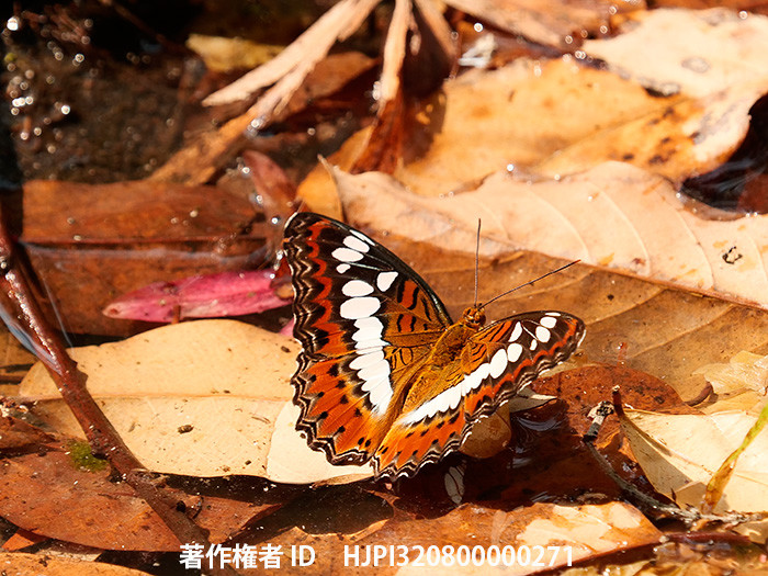 チャイロイチモンジ　Moduza procris