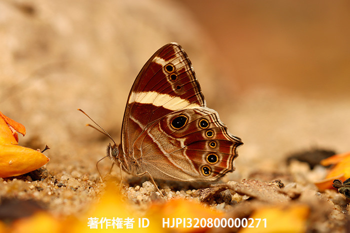 ヒメシロオビヒカゲ　Lethe confusa