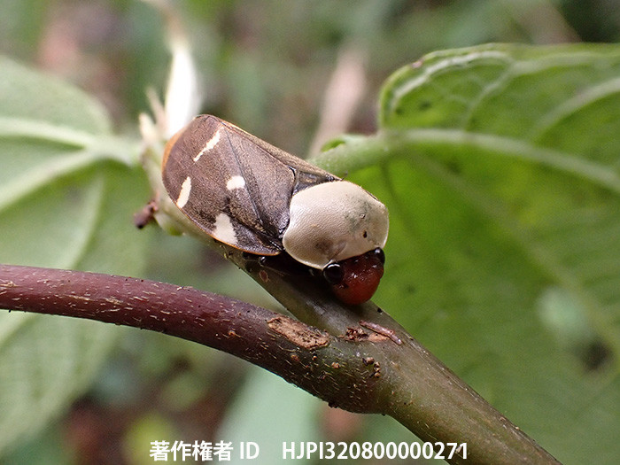 大きなアワフキムシ　Cosmoscarta　sp.