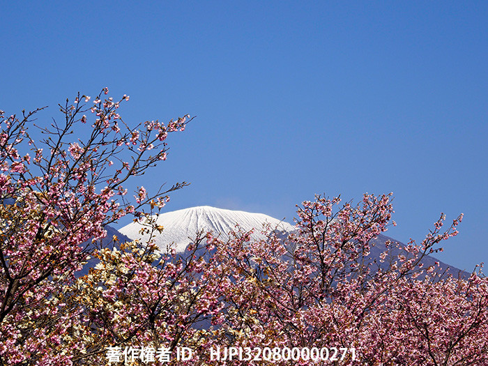 コヒガンザクラと浅間山