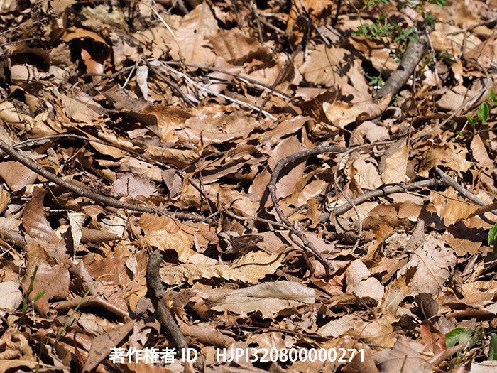 どこにいるの，テングチョウ