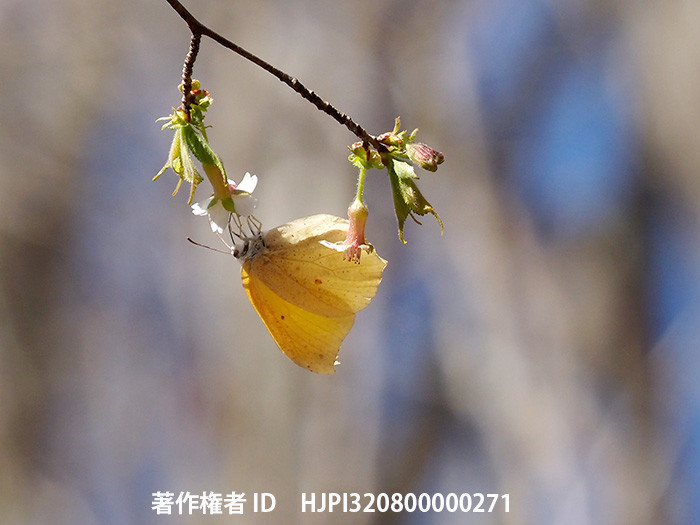 庭のチョウジザクラにスジボソヤマキチョウが来た