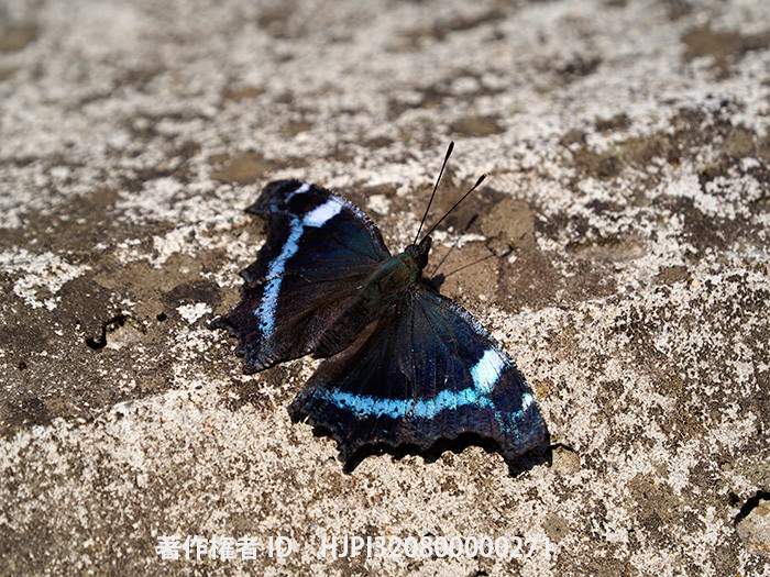 越冬明けのルリタテハ