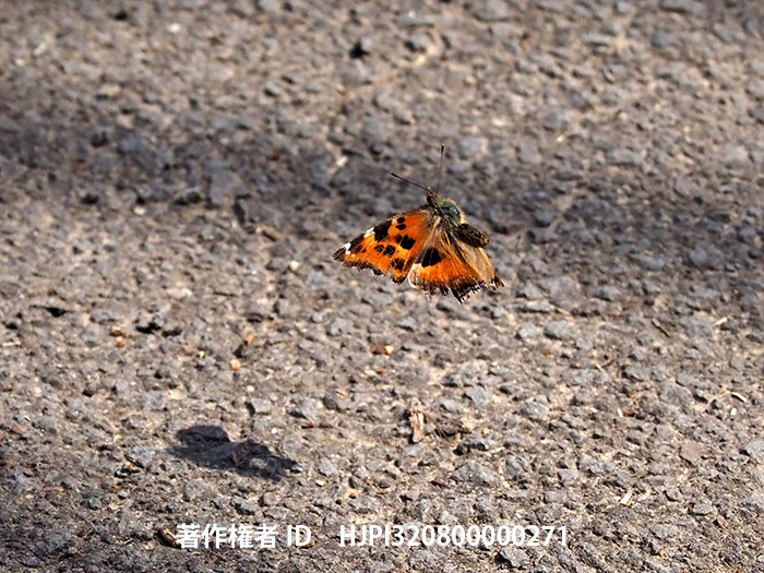 ヒオドシチョウ