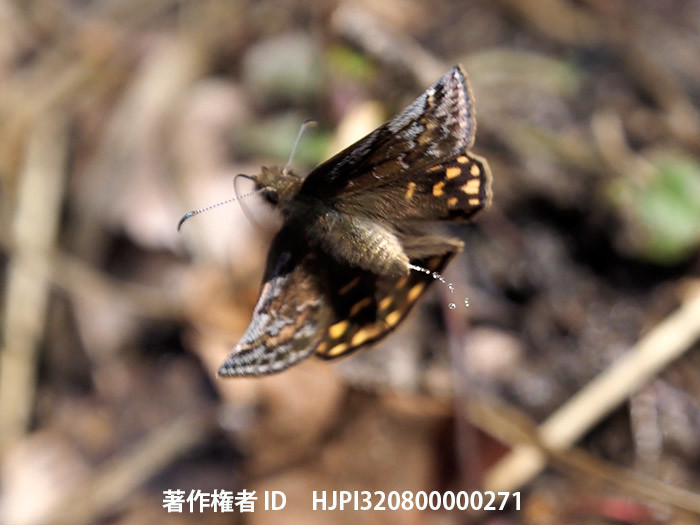 庭のミヤマセセリのおしっこ