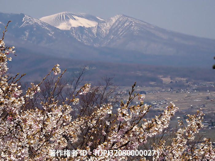サクラと浅間
