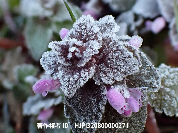 今朝は霜が降りた