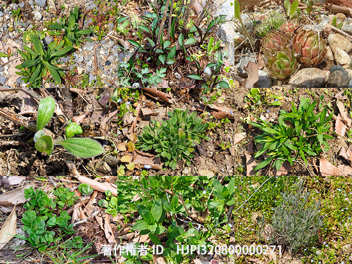 バタフライガーデンの宿根草の芽生え1
