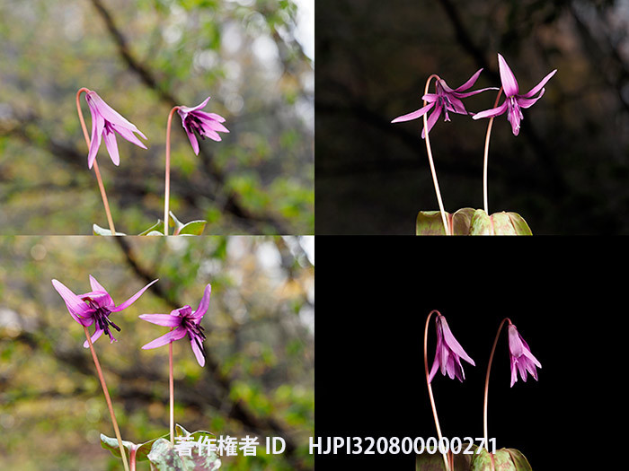 カタクリの花の日周運動