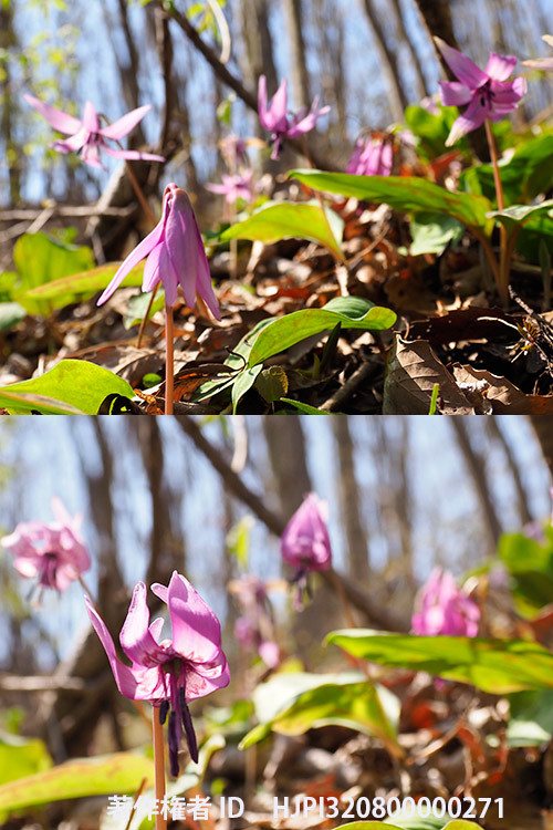 カタクリの花が開くところを広角でタイムラプス