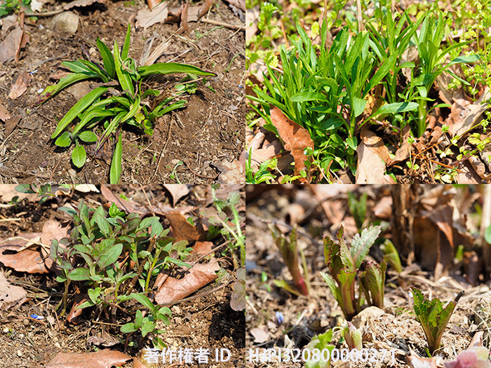 バタフライガーデンの宿根草の芽生え2