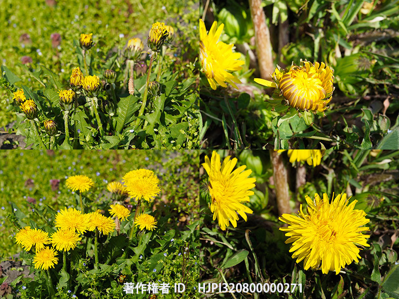 タンポポの日周運動