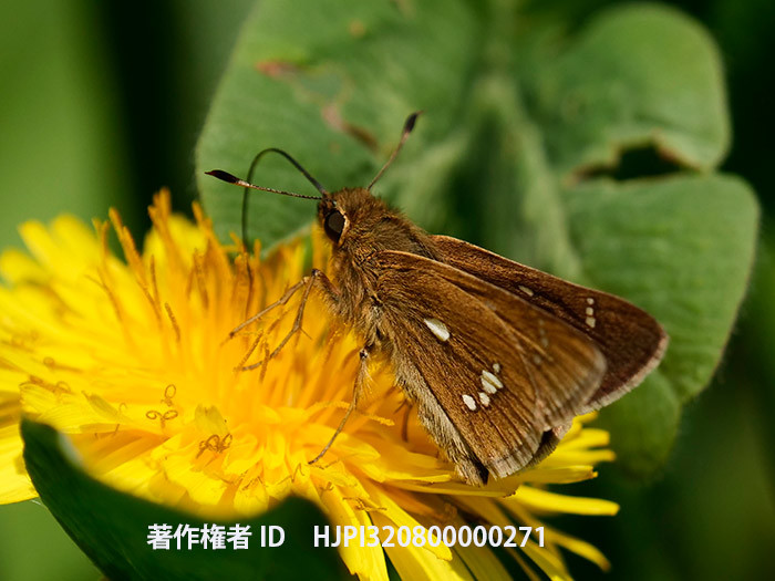 庭のミヤマチャバネセセリ　Pelopidas jansonis