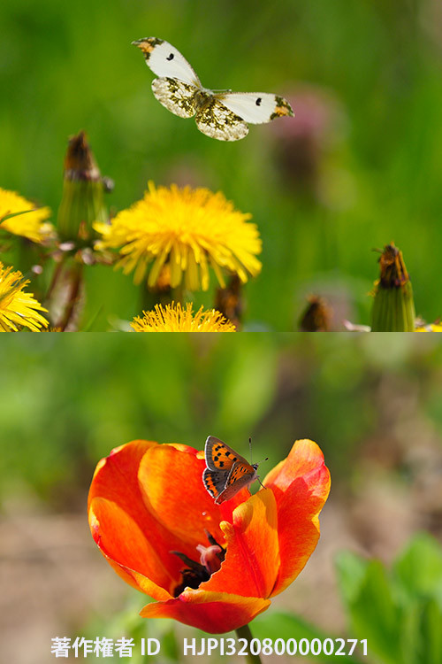 5月3日の庭のチョウ