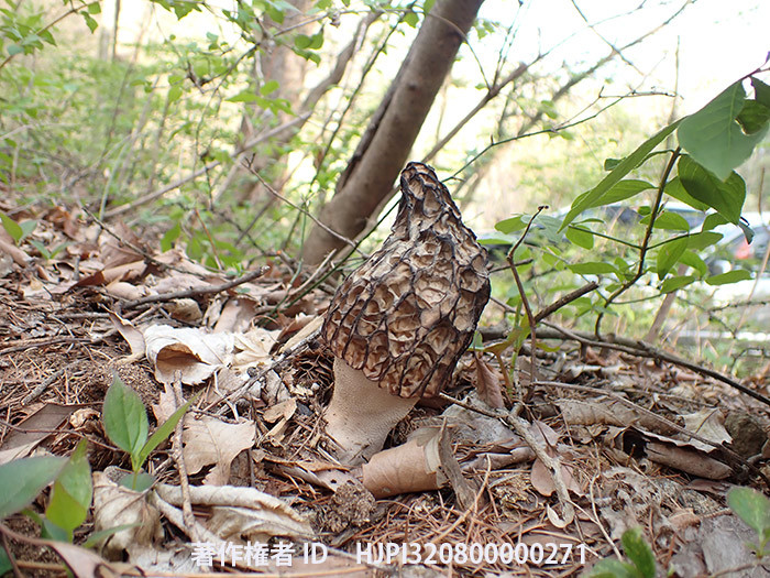 庭のアミガサタケ