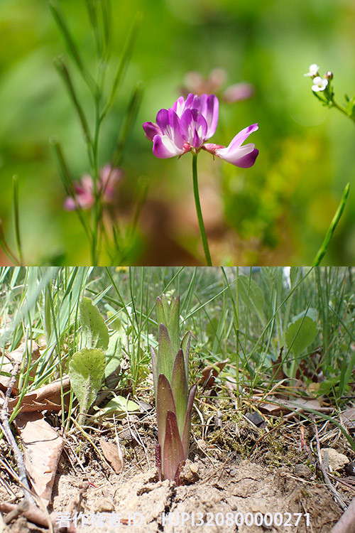 庭でレンゲの花が咲き、ユリの芽が出た。