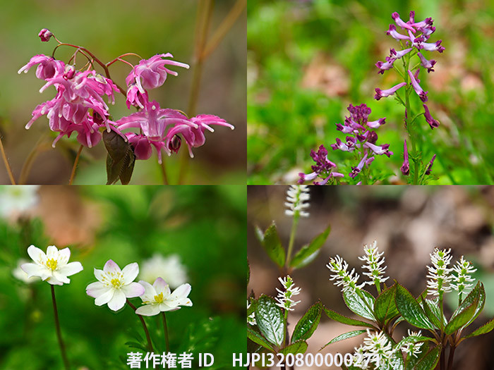 庭の野草を深度合成で