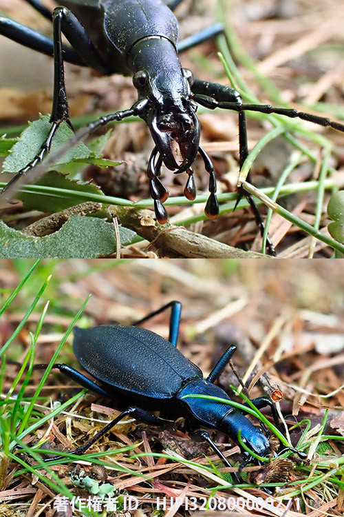 庭のマイマイカブリ　Damaster blaptoides