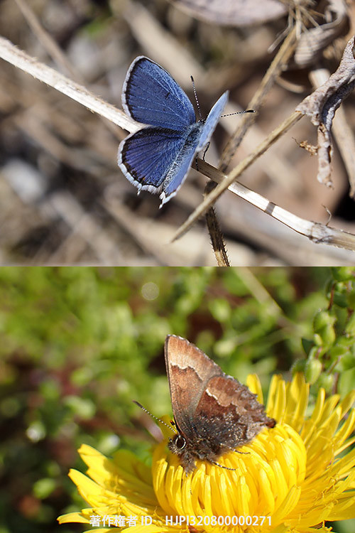 庭のシジミチョウ